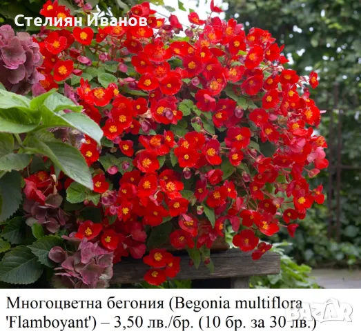 Многоцветна бегония (Begonia multiflora 'Flamboyant') – грудки, снимка 2 - Стайни растения - 49319037