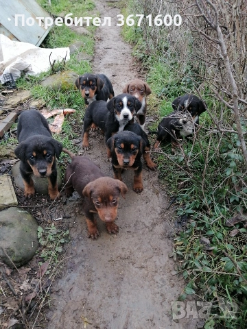 Подарявам гончета, снимка 4 - Гонче - 53395425