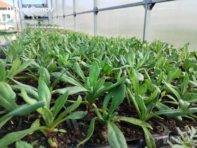 РОЗОВА МАГИЯ + още над 150 сорта домати, снимка 4 - Разсади - 53730607