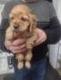  Американски кокер шпаньол , снимка 3