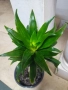 Драцена компакта, снимка 5