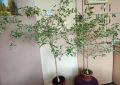 Цвете фикус бенджамин, снимка 2