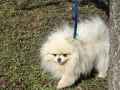 Красив мъжки померан мини, снимка 4
