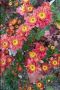 Хризантеми разсад 3лв брой цвят на късмет от показаните , снимка 1 - Градински цветя и растения - 45288276
