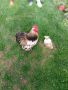 Свободни петли мини кохин , снимка 1 - Кокошки и пуйки - 45136659
