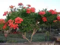 Кампсис, тромпетна лоза (Trumpet vine, Campsis radicans), снимка 1