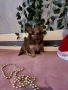 Чихуахуа мъжки , снимка 3
