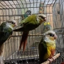 продавам папагали пирура, снимка 3