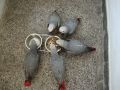 Папагали Кралско жако -ръчно хранени , снимка 3