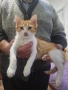 Подарявам котенца , снимка 1