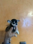 Чихуахуа , снимка 2