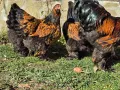 Продавам разплодни яйца от Златно кантирана Брама/Gold Laced Brahma, снимка 4