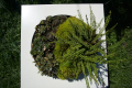 Декорация от природата , снимка 1 - Градински цветя и растения - 45021904