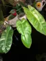 Philodendron Paraiso Verde , снимка 4