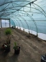 Оранжерия 4.60х10 метра, снимка 7