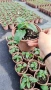 Салвия Мистично Синьо, Salvia 'Misty' blue или по-известна като Градински чай!!, снимка 9