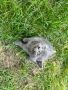 Британска късокосместа котка, снимка 7