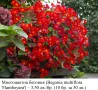 Многоцветна бегония (Begonia multiflora 'Flamboyant') – грудки, снимка 2