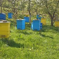 Пчелни отводки , снимка 2 - Пчелни продукти - 45179642