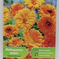 Медицински Невен - разсад , снимка 1 - Градински цветя и растения - 45658086