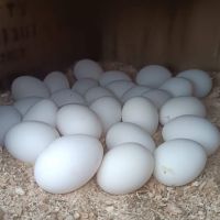 продавам оплодени яйца от Бял легхорн , снимка 4 - Кокошки и пуйки - 44949131