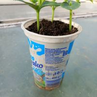 Предлагам разсад на домати и краставици - 1 лв. Траката, снимка 3 - Разсади - 45132903