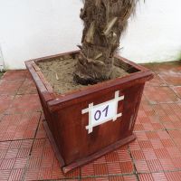 Студоустойчиви палми Трахикарпус, снимка 5 - Градински цветя и растения - 45511140