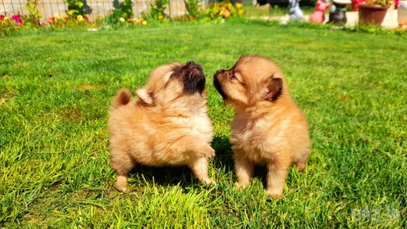 Померан , снимка 1