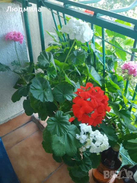 Мушкато,сандъчета,големи,отгледани,последни бройки,ДОГОВАРЯНЕ,готови за декорация и ползване за дома, снимка 1