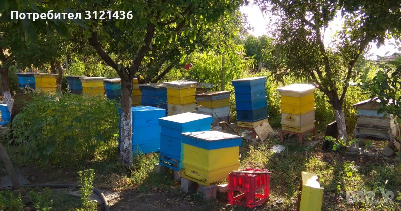 Пчелни семейства и рояци, снимка 1