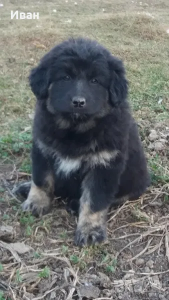 Българско овчарско куче , снимка 1