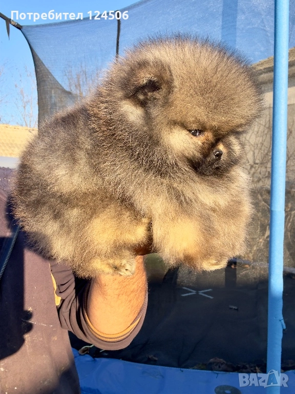 Померан мини померанче, снимка 1