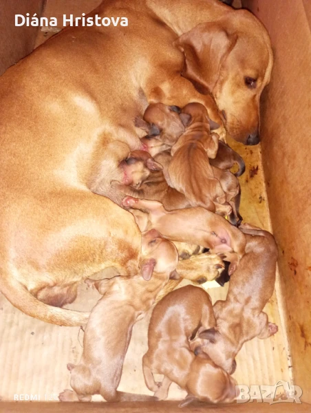  МЪЖКИ Чистокръвни породисти дакели , снимка 1