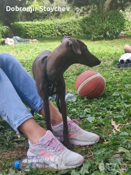 Италианска мини хрътка, снимка 1