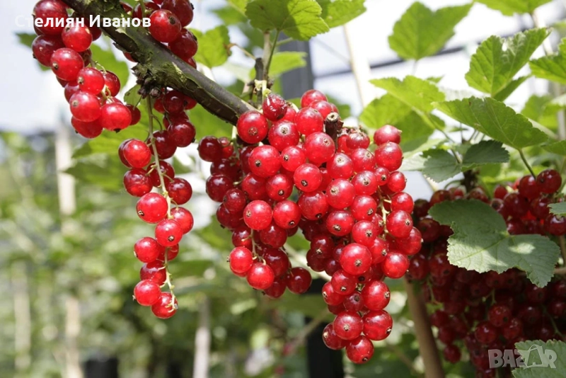 Червено френско грозде (Ribes spicatum 'Roselta'), снимка 1