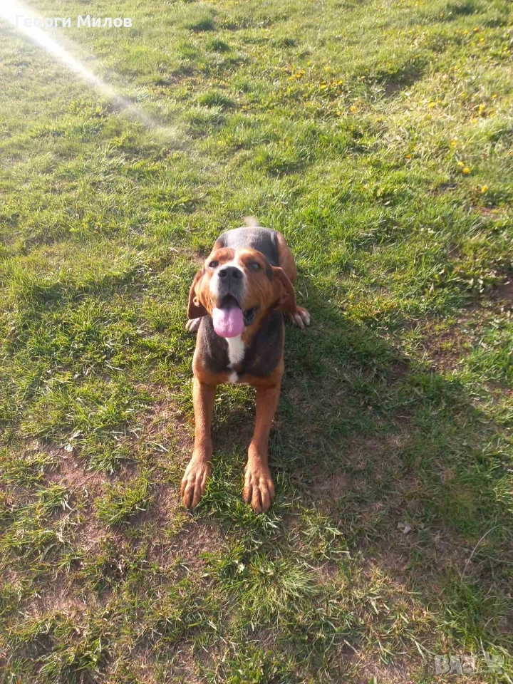 трицветен палаш гонче , снимка 1