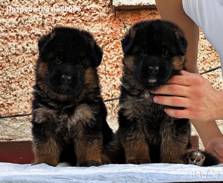 Топ Немски Овчарки , снимка 1