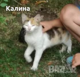 Търси се женска котка в Гр.Кърджали в квартал Гледка който я намери да се обади на 0886796885, снимка 1