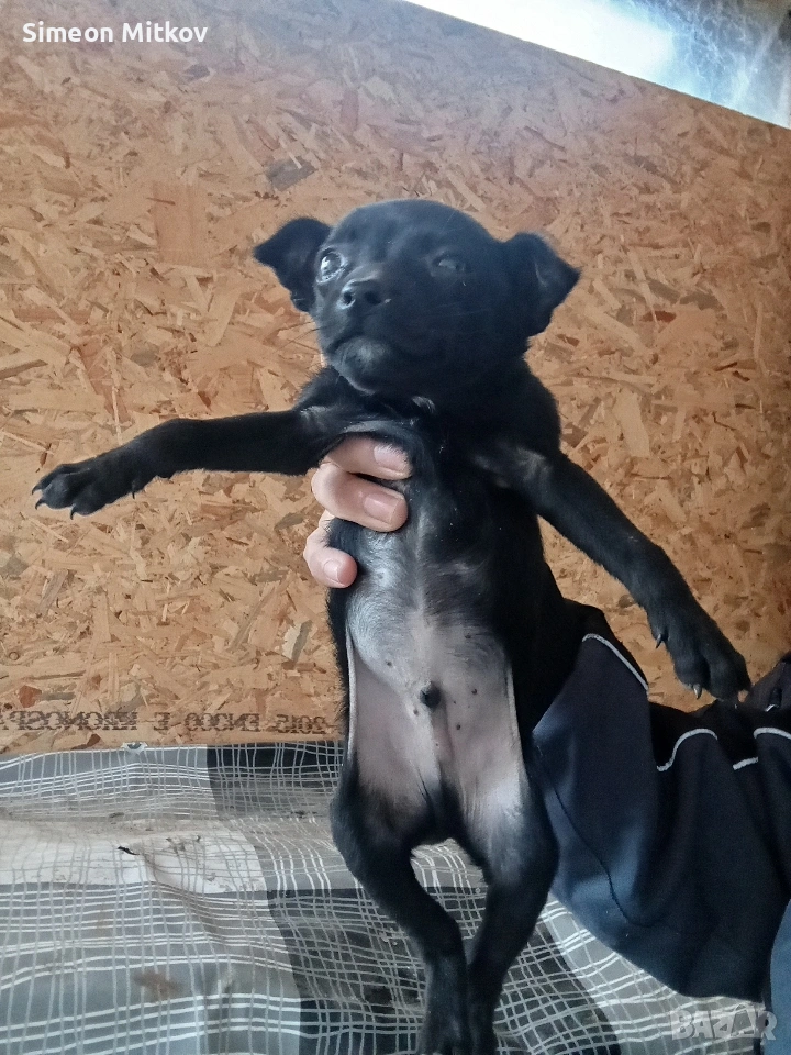 здравейте приятели продавам пинчер  на 2 месеца мъжко тел за връзка 0876891693, снимка 1