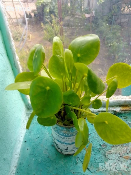 Цветя , снимка 1