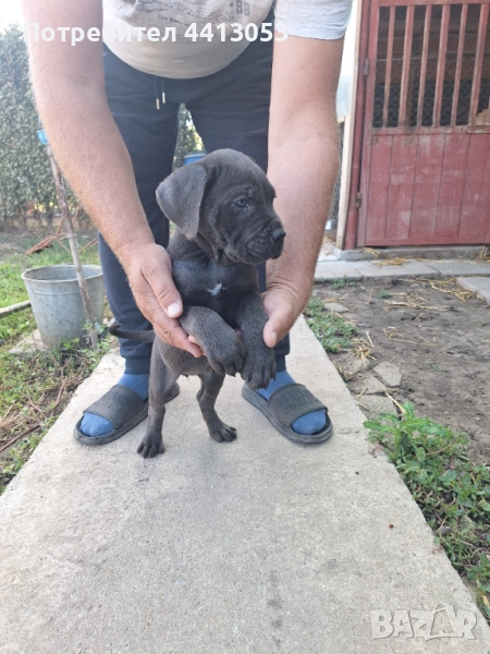 Кане корсо кученца , снимка 1