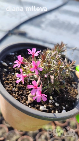  Флокс Scarlet Flame, почвопокривен, многогодишен, студоустойчив, снимка 5 - Градински цветя и растения - 53865758