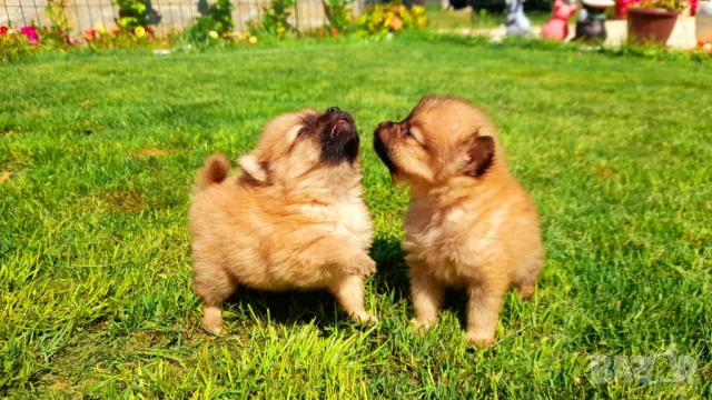 Померан , снимка 1