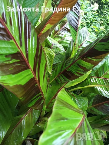 Червен Банан , снимка 4 - Градински цветя и растения - 53634457