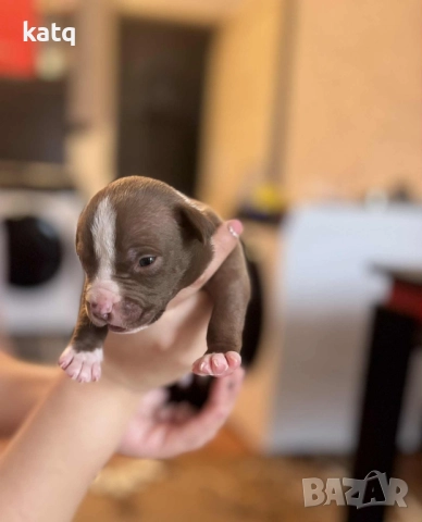 Питбулчета за продажба! 🐾 , снимка 3 - Питбул - 52518976