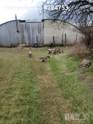 Продавам гъски, снимка 5 - Патици и гъски - 53296556