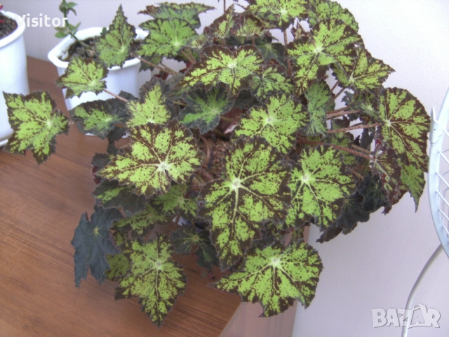 фотоапара TRAVELER DC-7900 , снимка 15 - Фотоапарати - 52511281