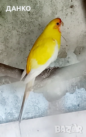 ПОСЛЕДНИ СВОБОДНИ ПЕНАНТОВИ РОЗЕЛИ-МУТАЦИЙ., снимка 3 - Папагали - 46568545