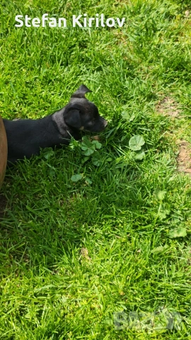 продавам мини пинчер, снимка 5 - Пинчер - 54251248