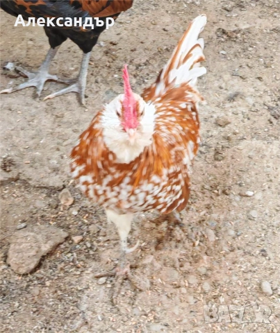 Чифт миналогодишни Тюенгиска 